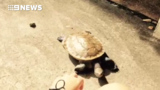 ‘Squirtle’ the turtle snatched from home