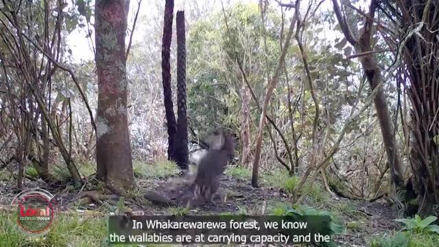 Possum & Rat Traps - Lake Okareka