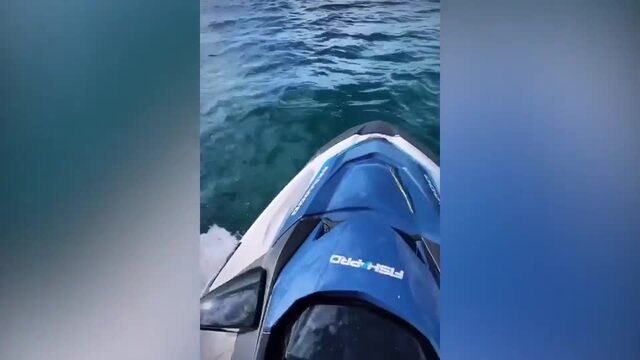 Jet skiers 'deliberately target' dolphins - ABC News