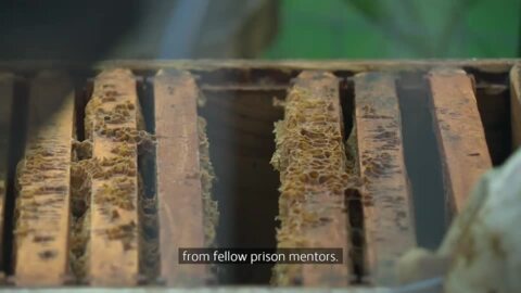 Video for Bees take sting out of serving time for Auckland female prisoners