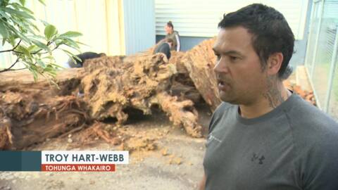 Video for Ancient swamp kauri found at Auckland worksite