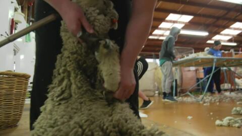Video for Shear guts