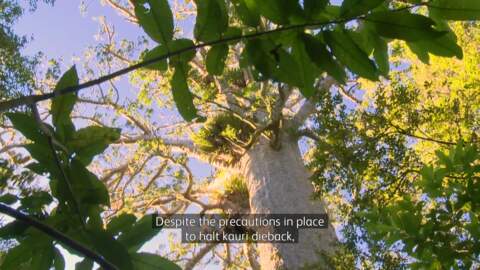 Video for Kauri dieback in Waitākere continues to spread