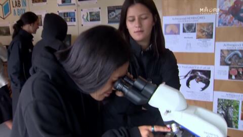 Video for Northland students dive virtually into kauri knowledge