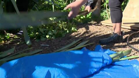 Video for Easter perfect time to prepare gardens for Winter crops