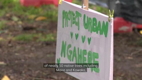 Video for Māori arborist suspends himself in native trees in protest