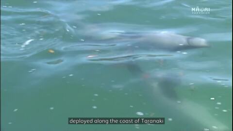 Video for Māui dolphins often present in Taranaki