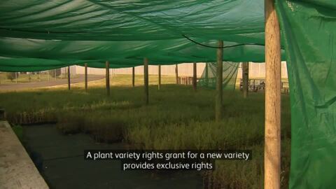 Video for Govt opens consultation for Plant Variety Rights law 