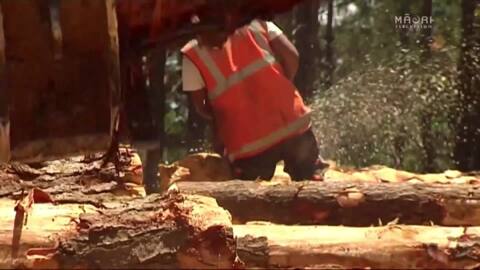 Video for Tairāwhiti forestry manager can’t wait to get his team back to work