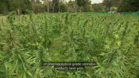 Video for $160mil cannabis deal could boost East Coast economy