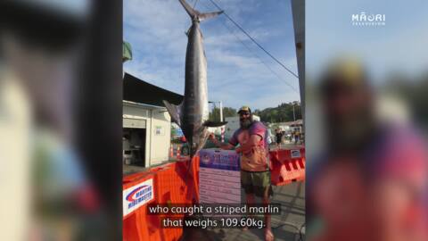 Video for Blue Marlin weighing 273.75 kg wins Gisborne’s biggest fishing comp