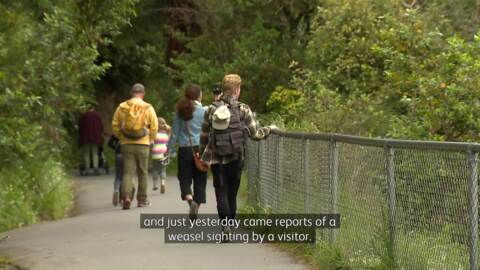 Video for Zealandia sets 110 traps to catch suspected rogue weasel