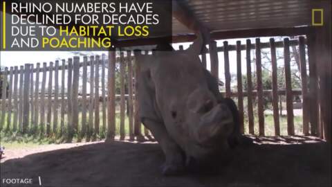 Video for Last white rhino put down at Kenyan Wildlife conservatory