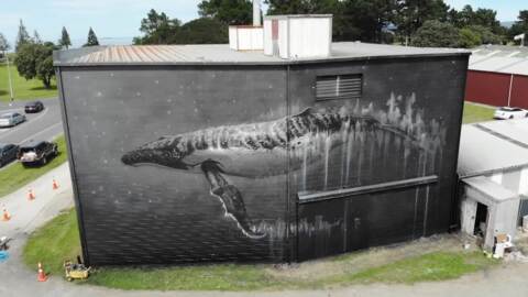Video for Marine murals make a splash in Gisborne