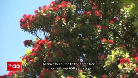 Video for Pōhutukawa seedlings a symbol of reconnection between Ngāti Toa and Ngāti Mahuta