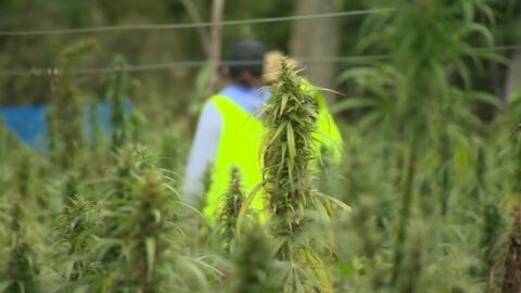 Video for Hikurangi Cannabis growing strong
