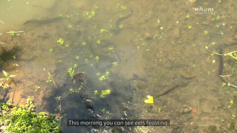 Video for Oil dumpers pollute Papakura stream again