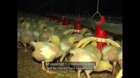 Video for Marae threatened by proposed chicken farm - locals