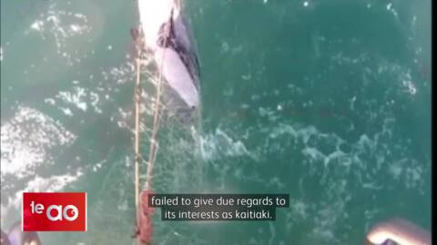 Video for Drones used to help save last 63 Māui dolphins