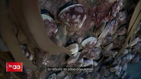 Video for Pāua  harvesting returns to Kaikōura 