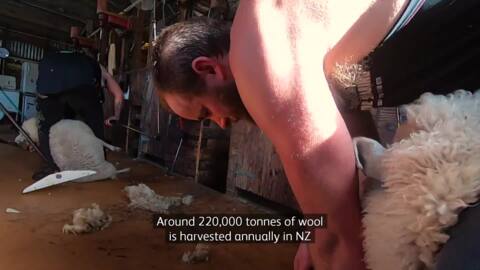Video for East Coast sheep shearing gang keeping tradition alive