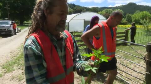 Video for Passing of Medicinal Cannabis Bill prompts iwi discussions