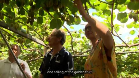 Video for Ngāti Hine invest in Kiwifruit orchards