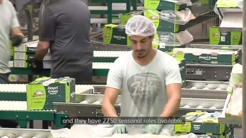 Video for Kei te hiahiatia he kaimahi huarākau kiwi 