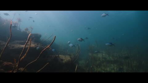 Video for Loading Docs Tūmanako Hope 2021: The Weedfish, 8 Ūpoko 6