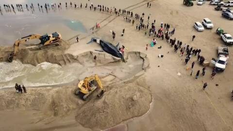 Video for Decision made to euthanise stranded whale
