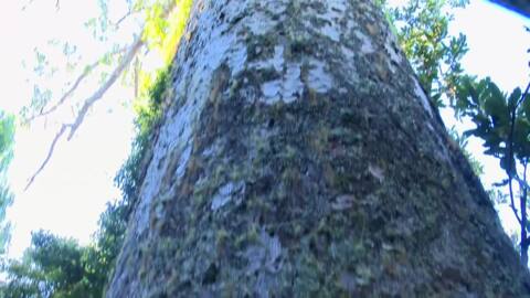 Video for The fight against kauri dieback continues