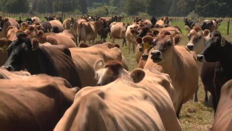 Video for Regional councils fail to enforce rules around dairy effluent 
