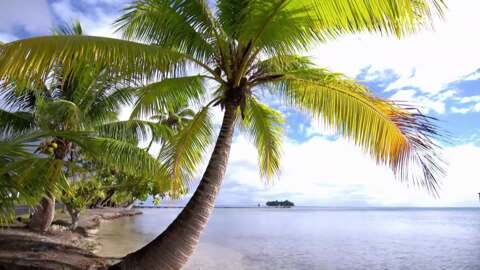 Video for Uawa Nui to Tahiti Nui: Tracing ancestral ties to Tupaia