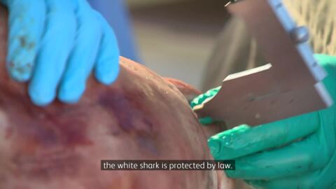 Video for Great white shark dissection