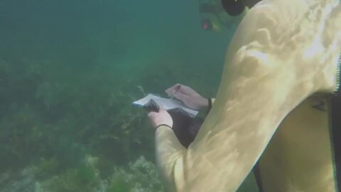 Video for Wellington snorkel days to encourage kaitiakitanga