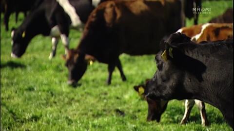 Video for Dairy farmers urged to transition and produce plant-based foods