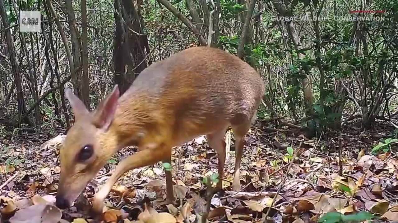 Tiny deer-like animal thought lost to science photographed for first time  in 30 years | 7NEWS