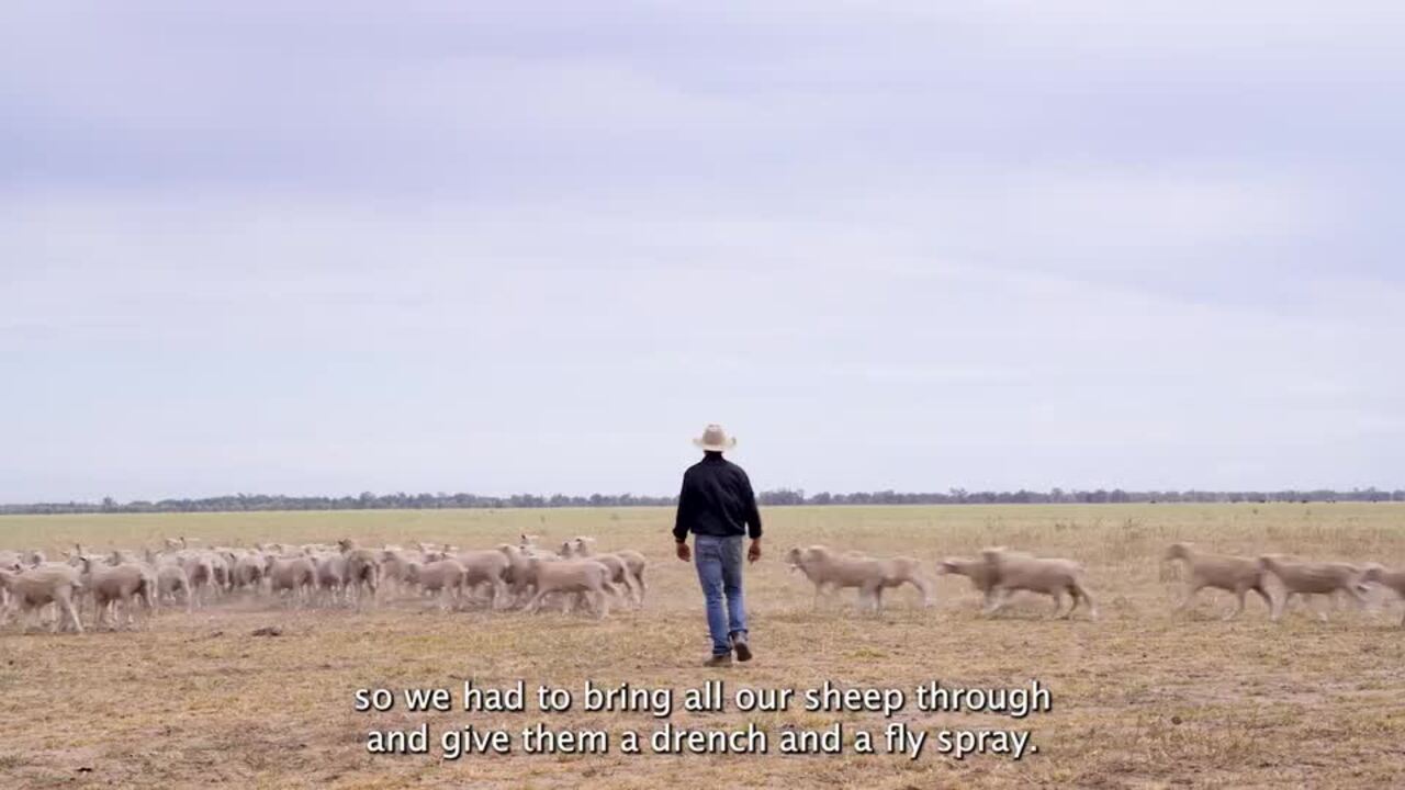 Border Collie Queensland Working Sheepdog Association Agility