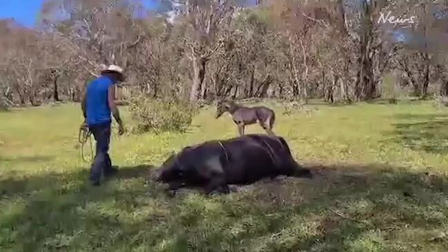 Man dumps decapitated horse head at National Parks and Wildlife