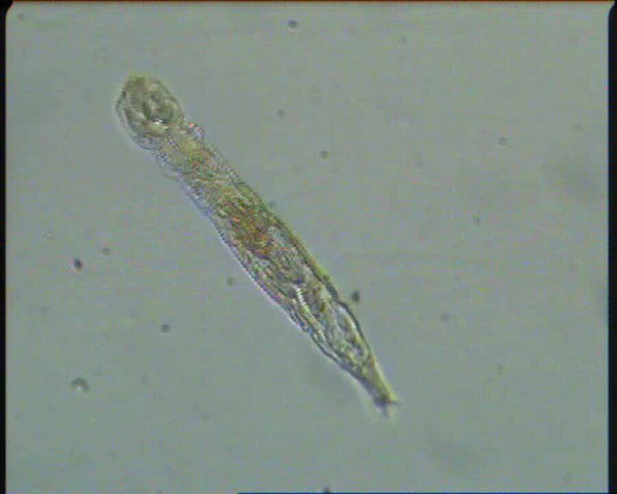 Parthenogenesis In Rotifers
