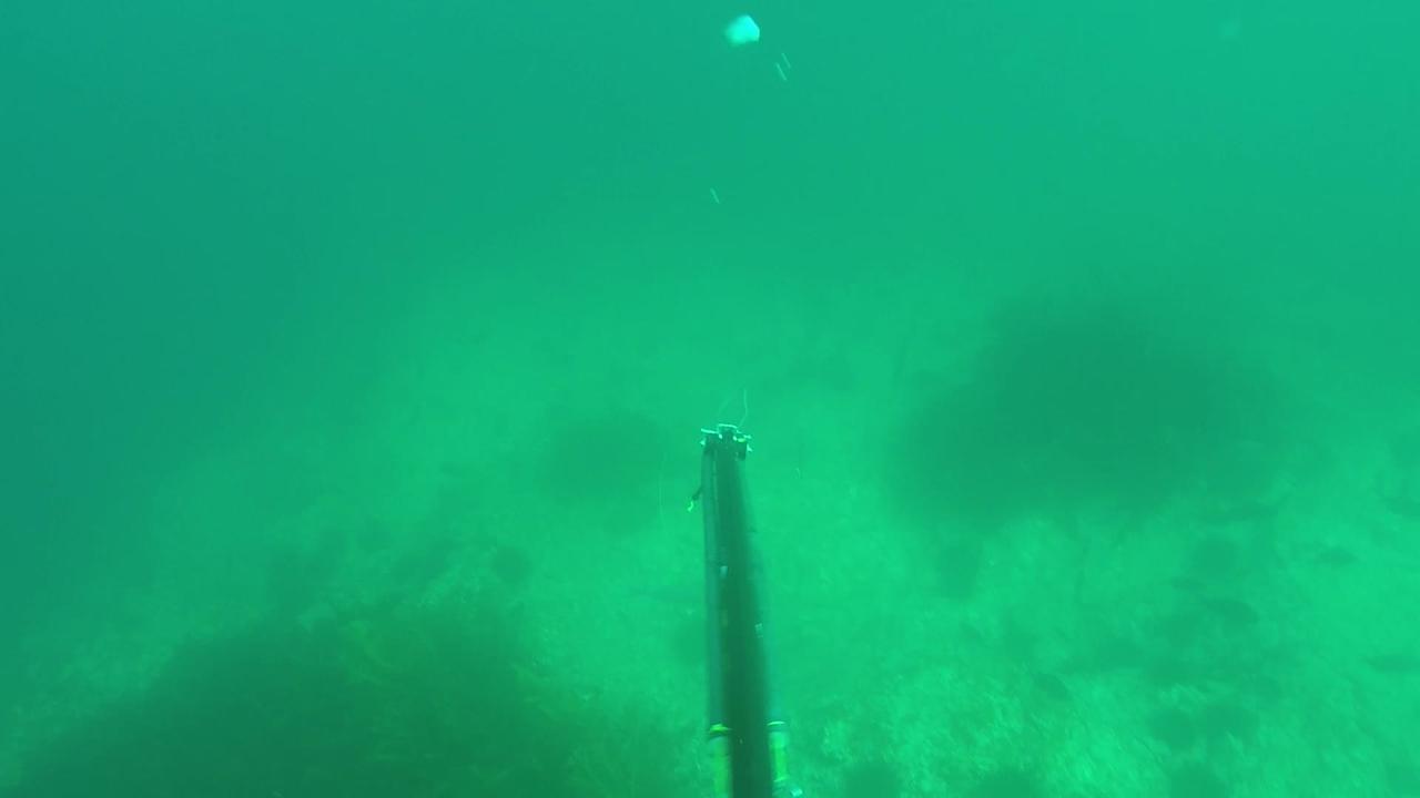 Northland diver captures footage of large wormlike sea creature - NZ Herald