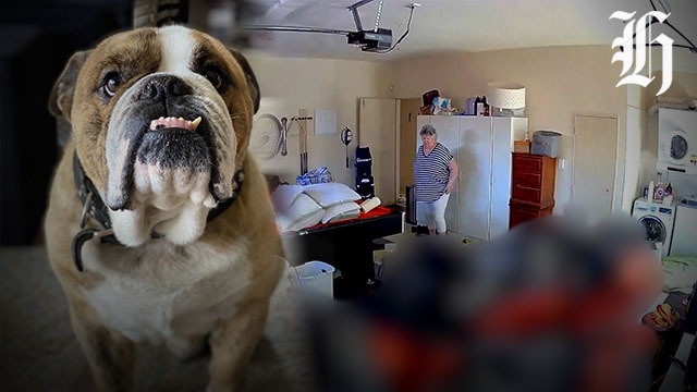 House-sitter Judith Webby has dog die in her care while owners