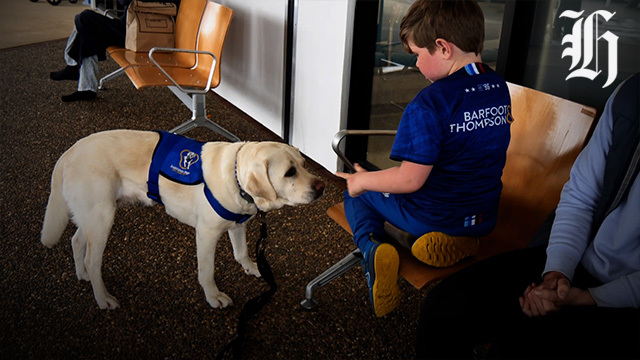 Golden Retriever K9 Companions Paws Seeing Eye Dog Training Las