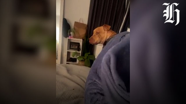 Petition to ban public sale of fireworks to be presented to