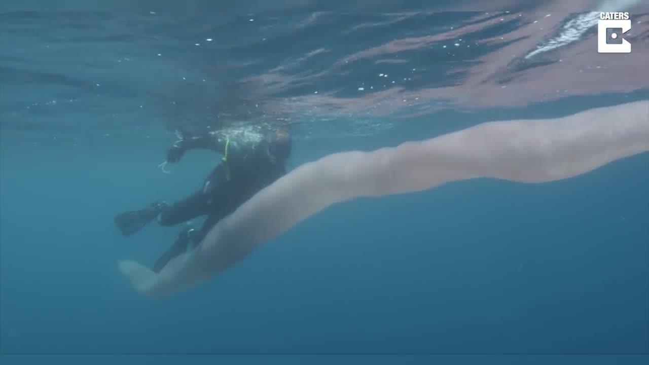 Large 8m wormlike sea creature stuns New Zealand divers - NZ Herald
