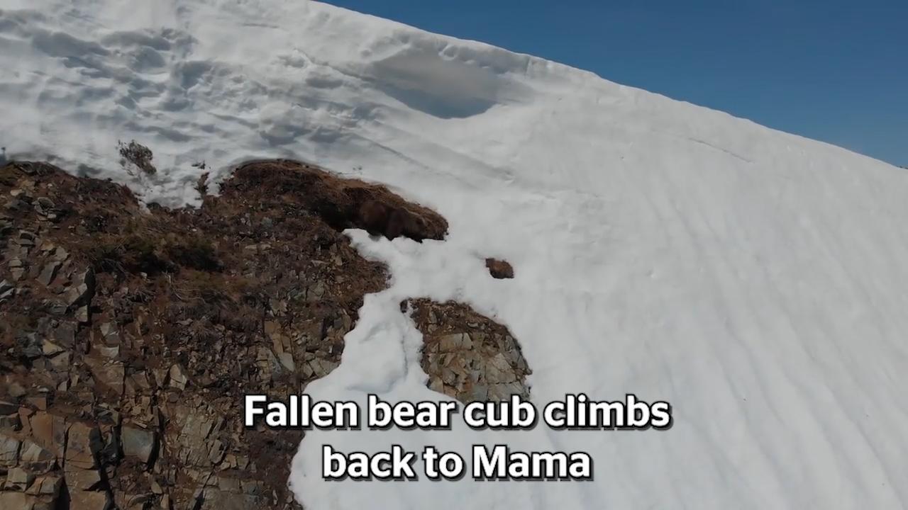 Baby b ear struggles up deals snowy mountain to mama bear