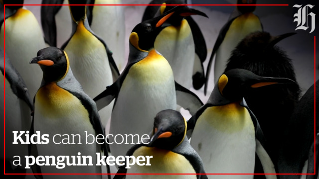 Kelly Tarlton's seeking young penguin minders for school holidays