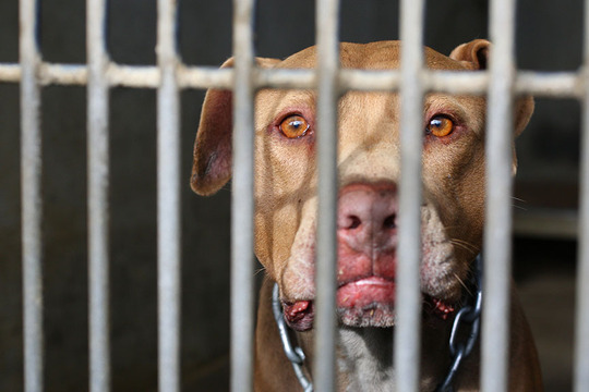 Vicious pitbull attack in Michael Hill store ends 20-year