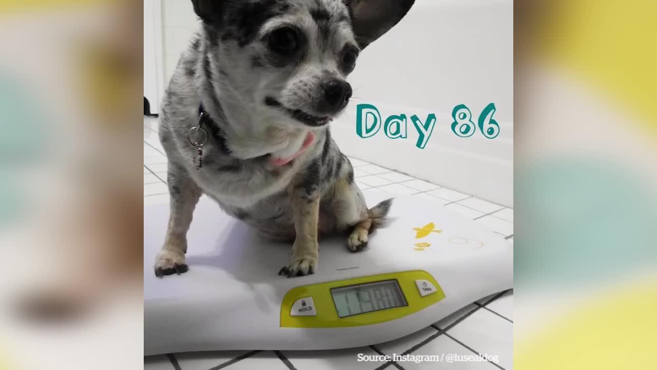 Chihuahua diet to lose weight sale