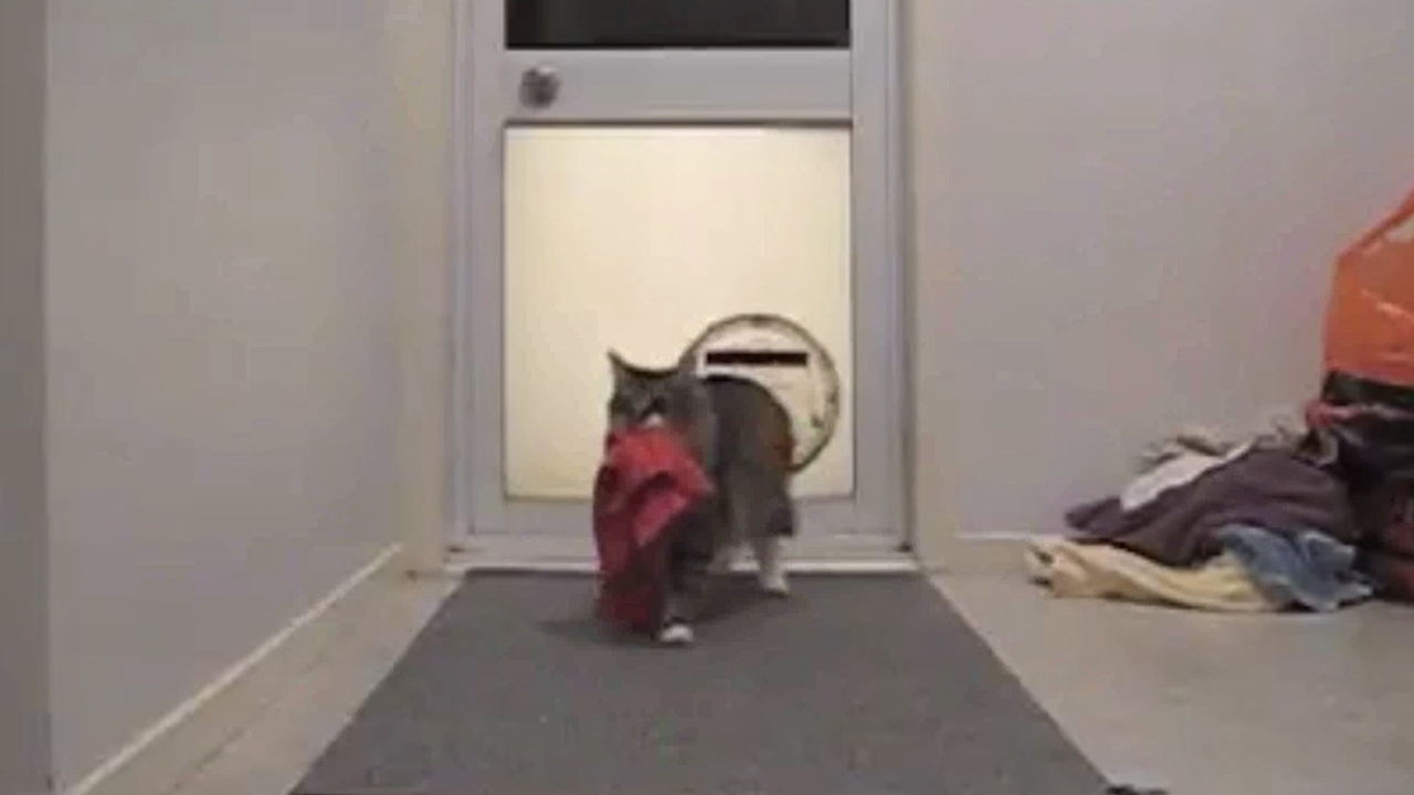 Cat Steals Underwear